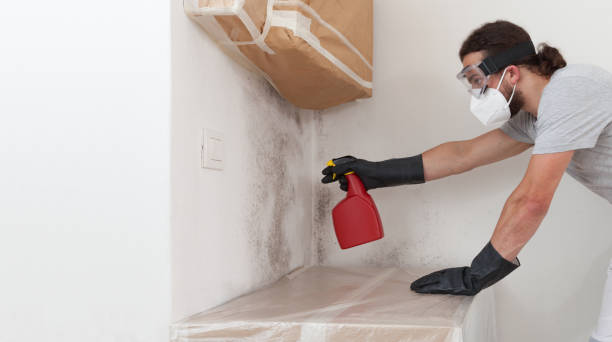 Professional Basement Mold Remediation technician working in Freeport, IL