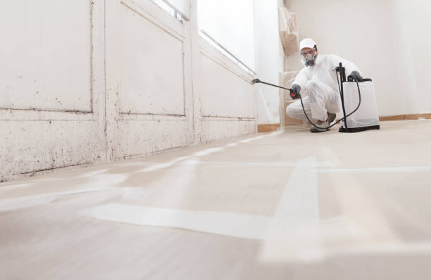 24/7 Emergency Basement Mold Remediation experts in Freeport, IL