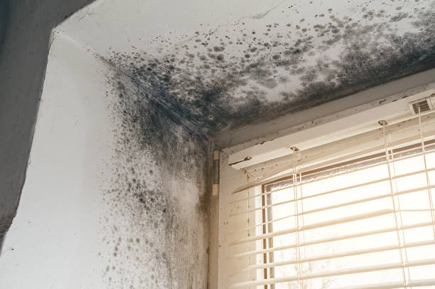 Affordable Basement Mold Remediation solutions in Freeport, IL